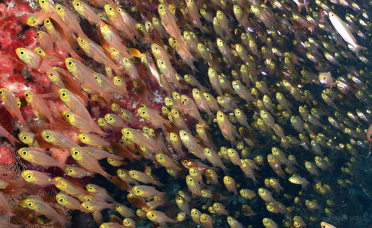 Raja Ampat 2016 - cardinalfish - Apogons - IMG_5641_rc.jpg